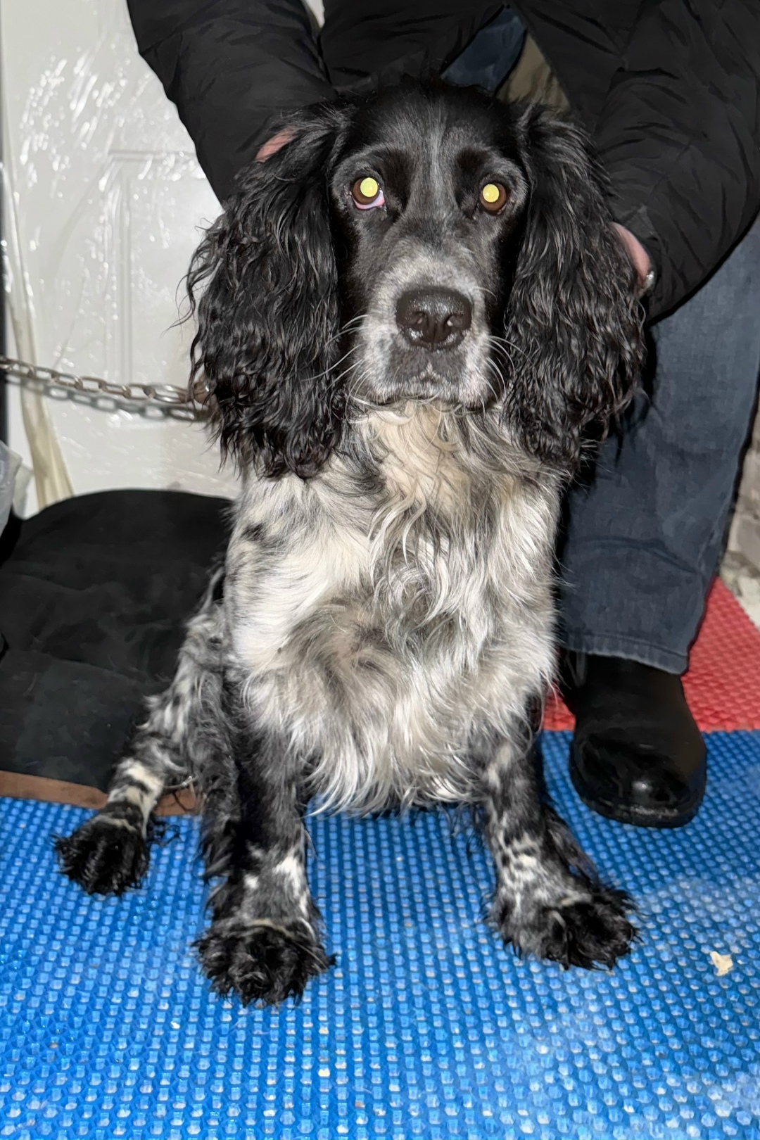 Найдена собака в Дзержинске — фото объявления