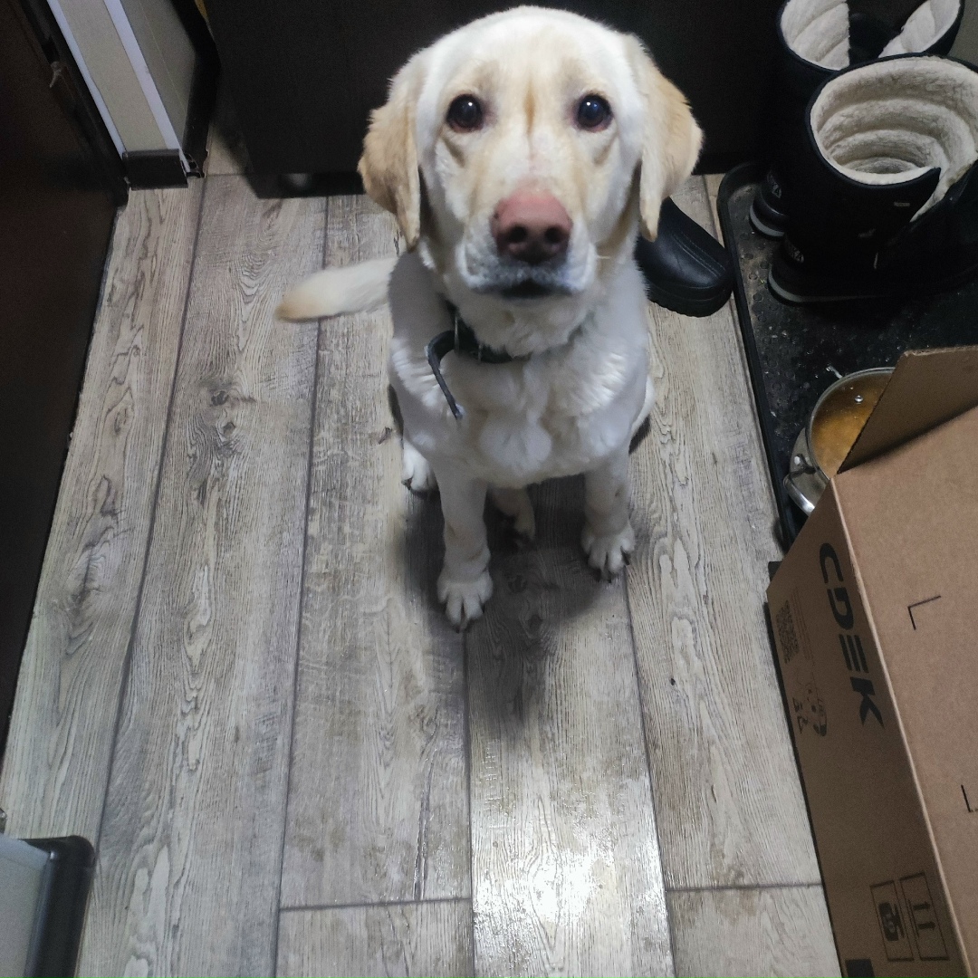 Найдена собака в Дзержинске — фото объявления