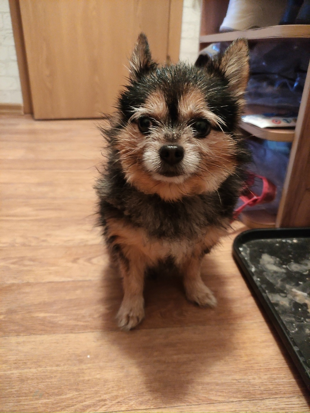 Пропала собака в Дзержинске — фото объявления