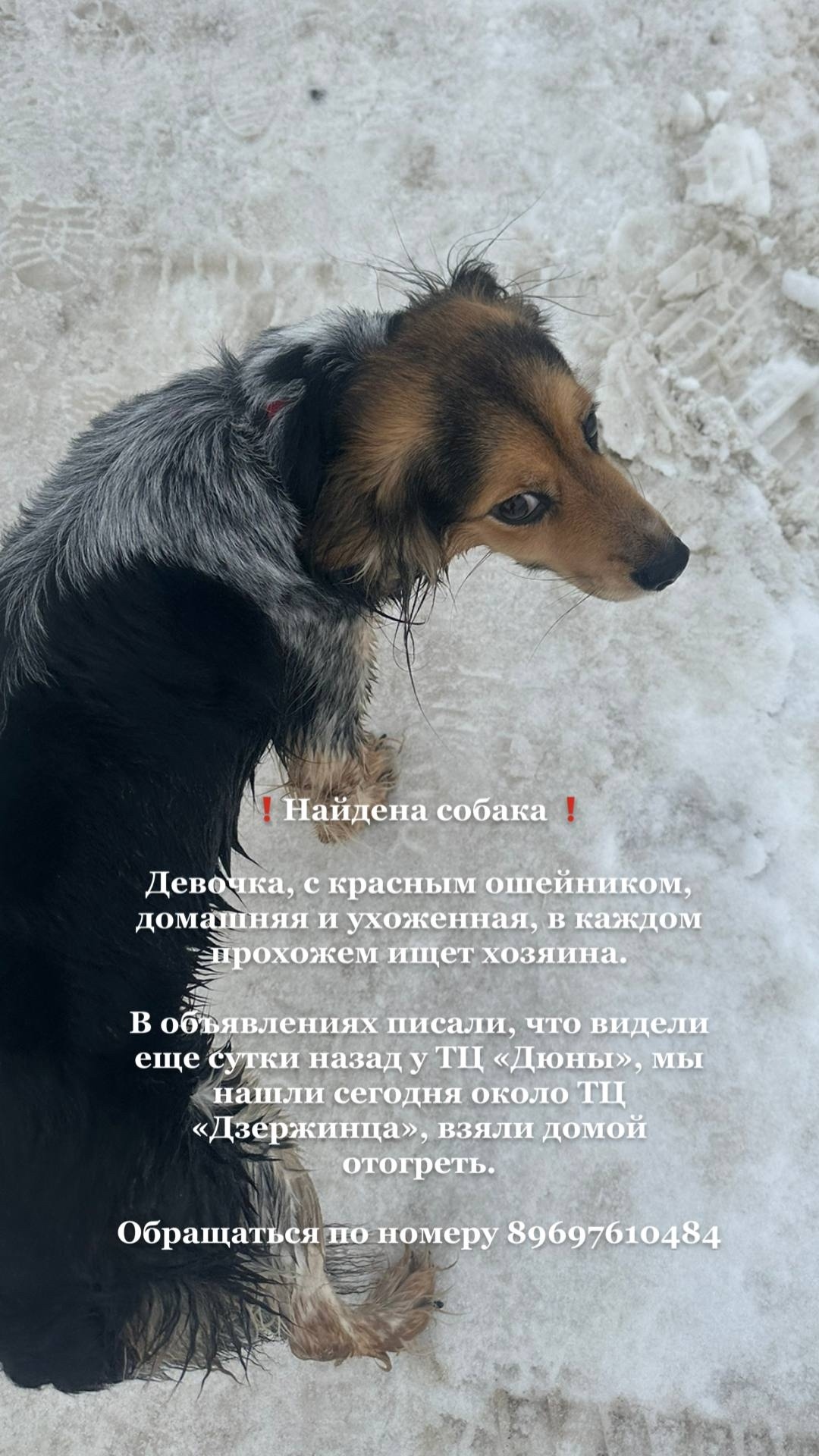 Найдена собака в Дзержинске — фото объявления