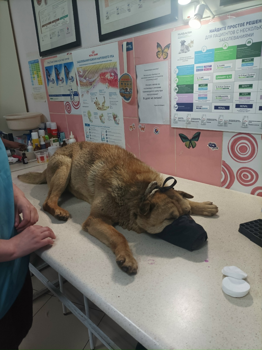 Найдена собака в Дзержинске — фото объявления