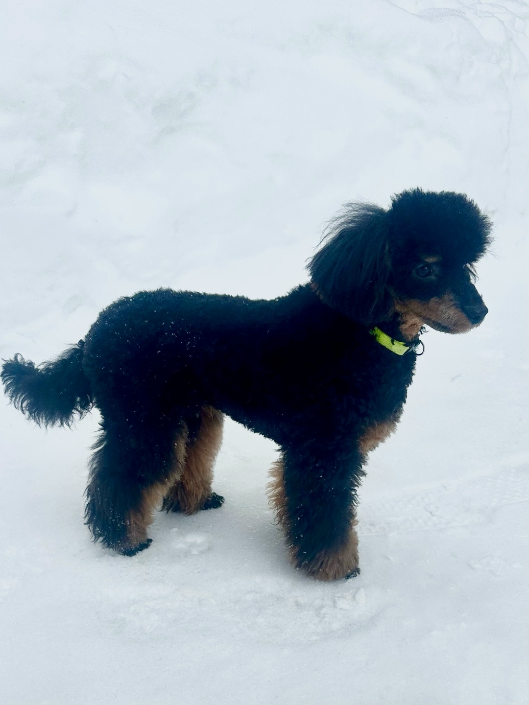 Пропала собака в Дзержинске — фото объявления