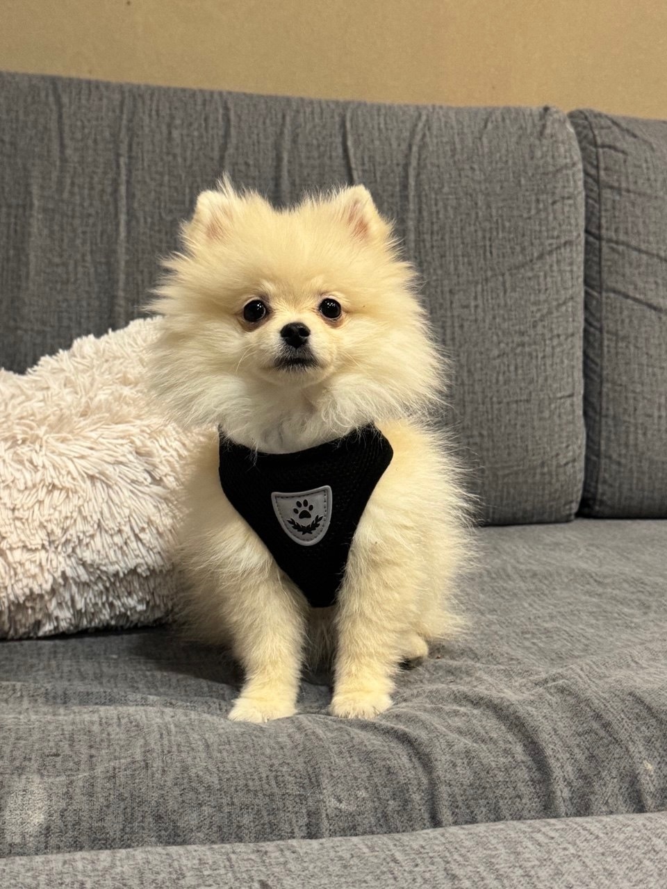 Пропала собака в Дзержинске — фото объявления