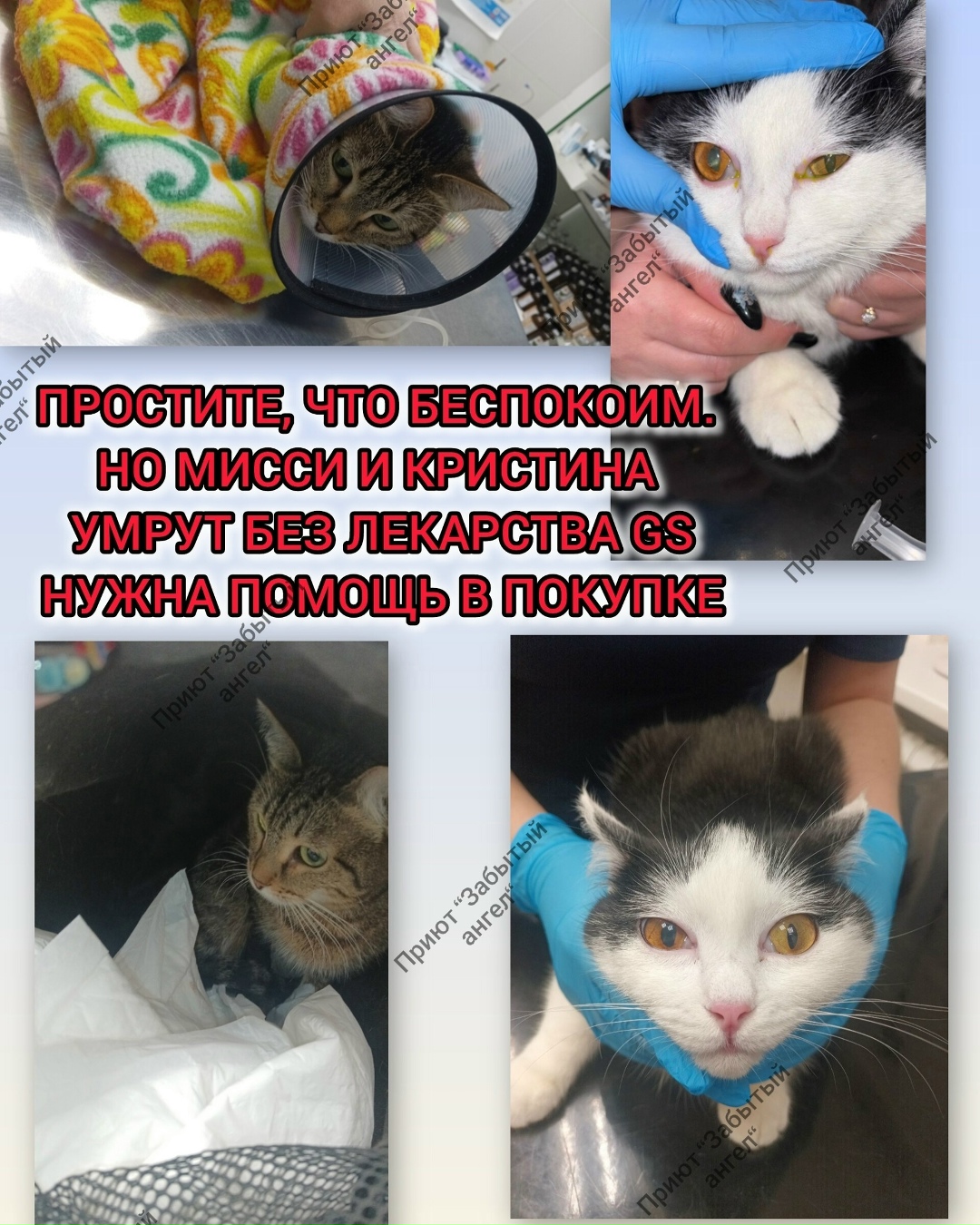 Найдена собака в Дзержинске — фото объявления