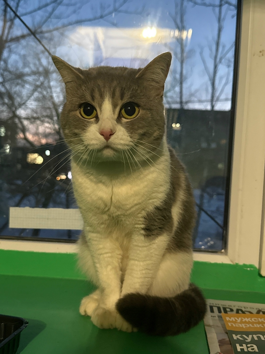 Найдена кошка в Дзержинске — фото объявления
