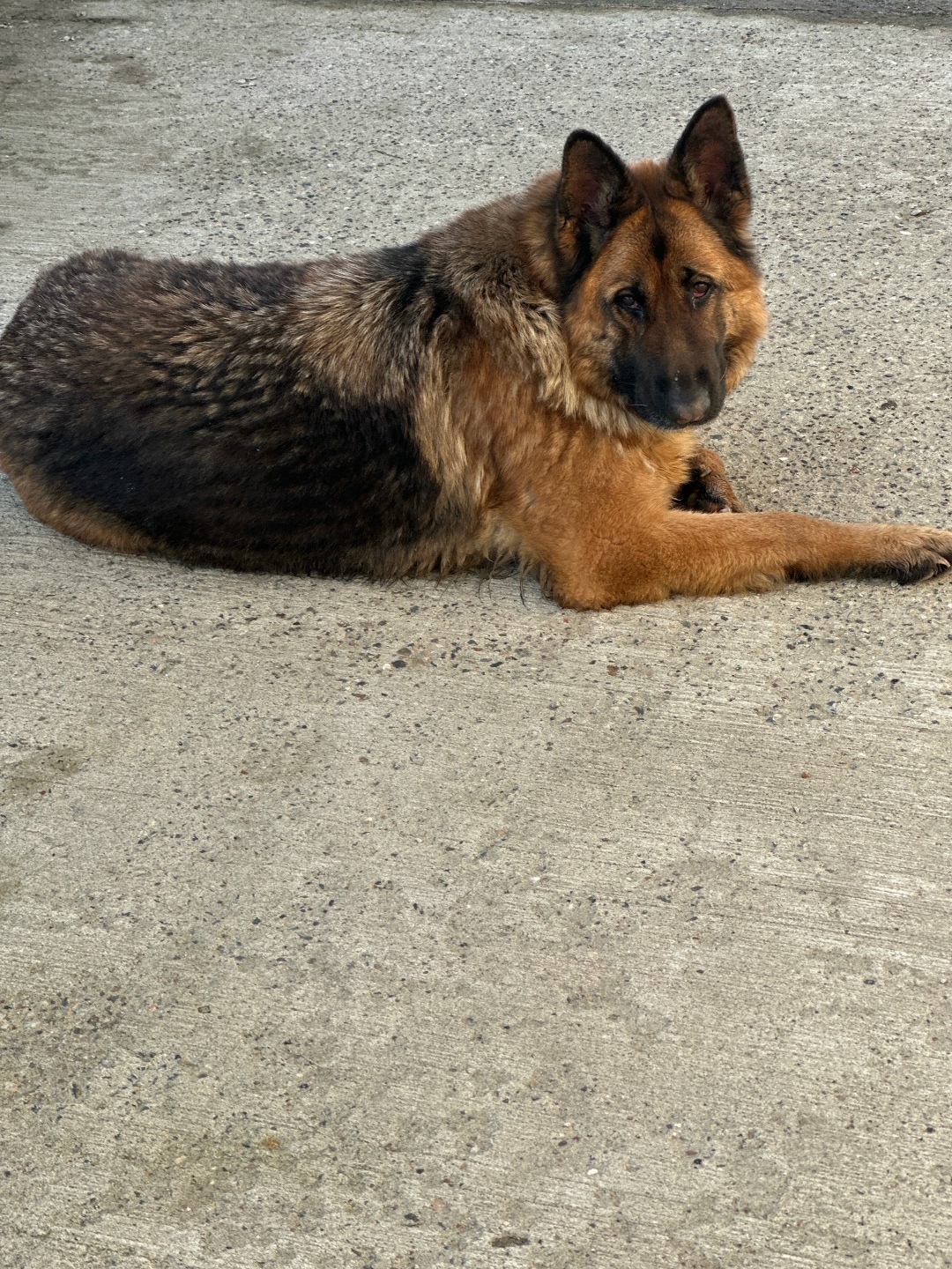 Найдена собака в Дзержинске — фото объявления