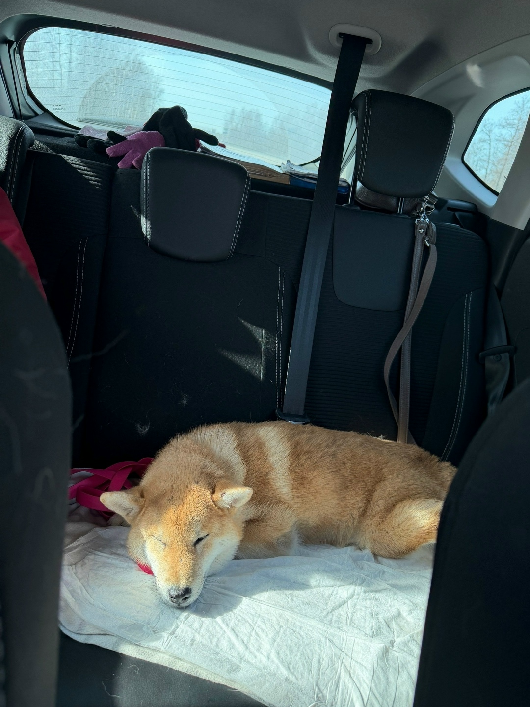 Найдена собака в Дзержинске — фото объявления