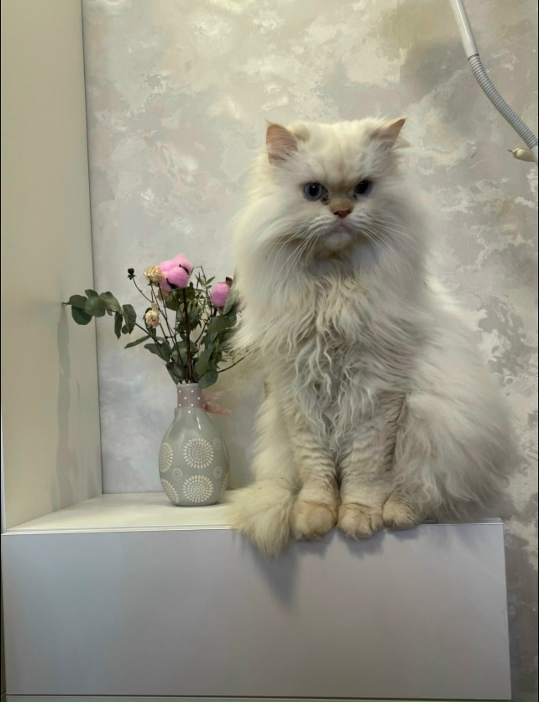 Пропала кошка в Дзержинске — фото объявления