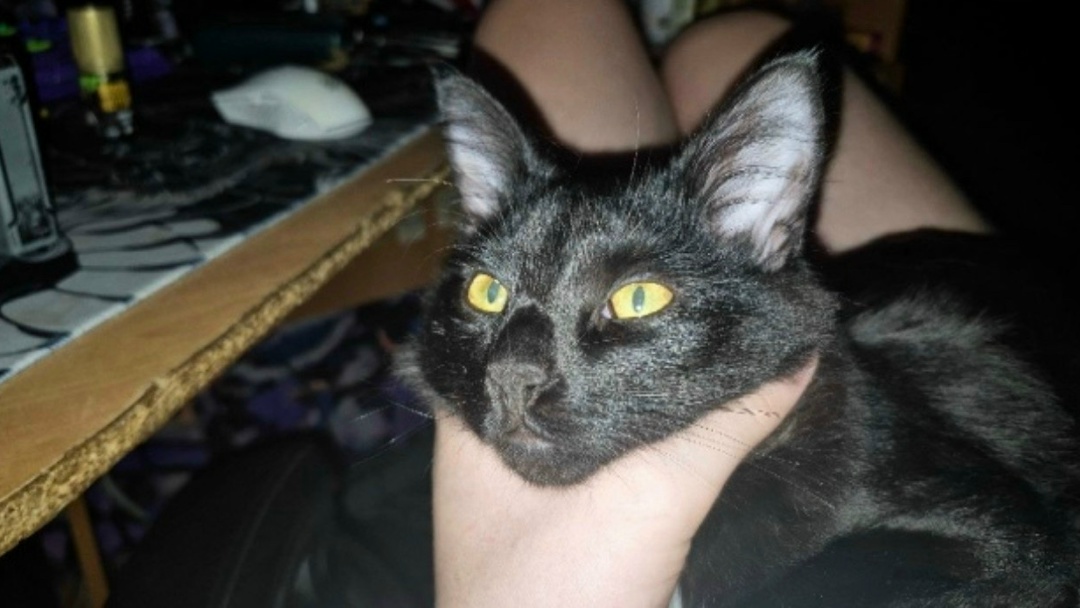 Пропала кошка в Дзержинске — фото объявления