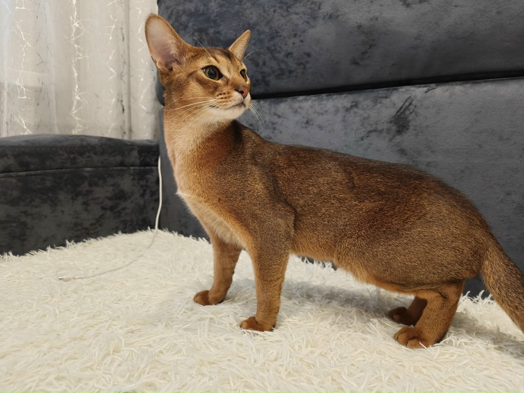 Найдена кошка в Дзержинске — фото объявления