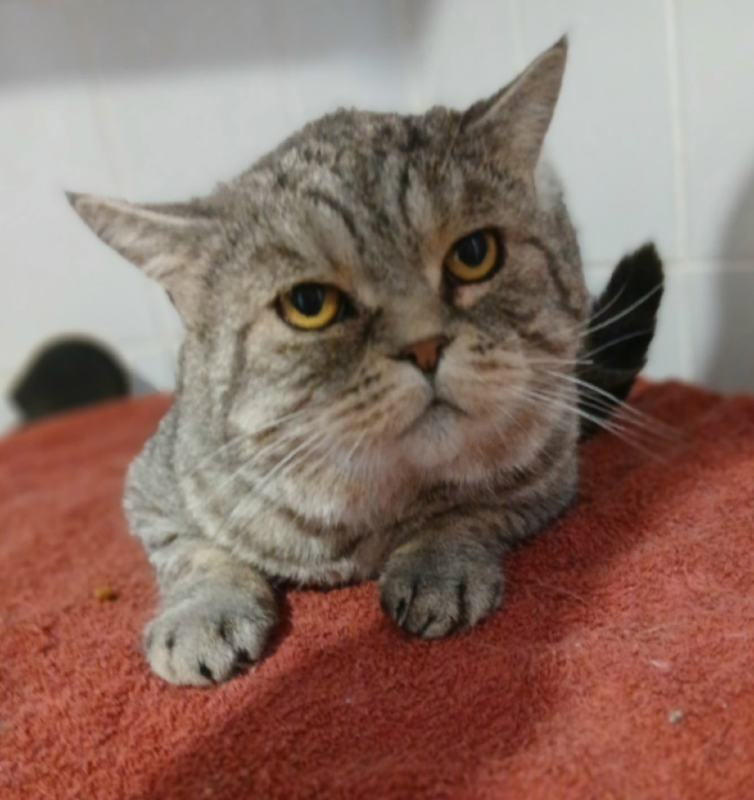 Найдена кошка в Дзержинске — фото объявления