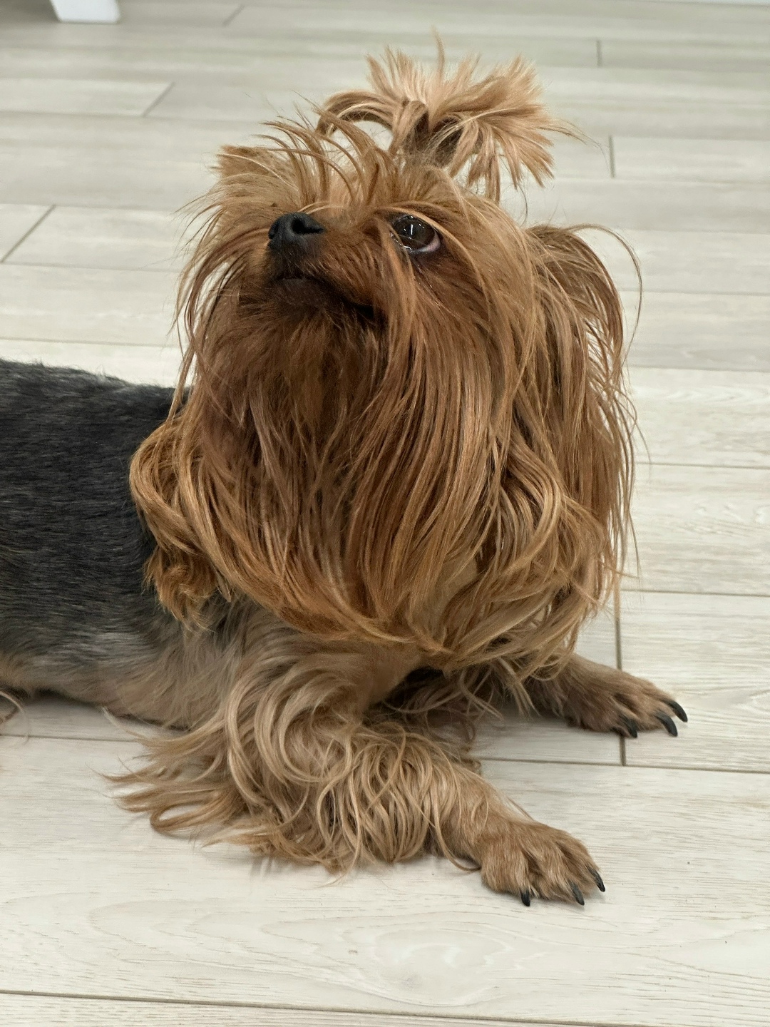 Найдена собака в Дзержинске — фото объявления