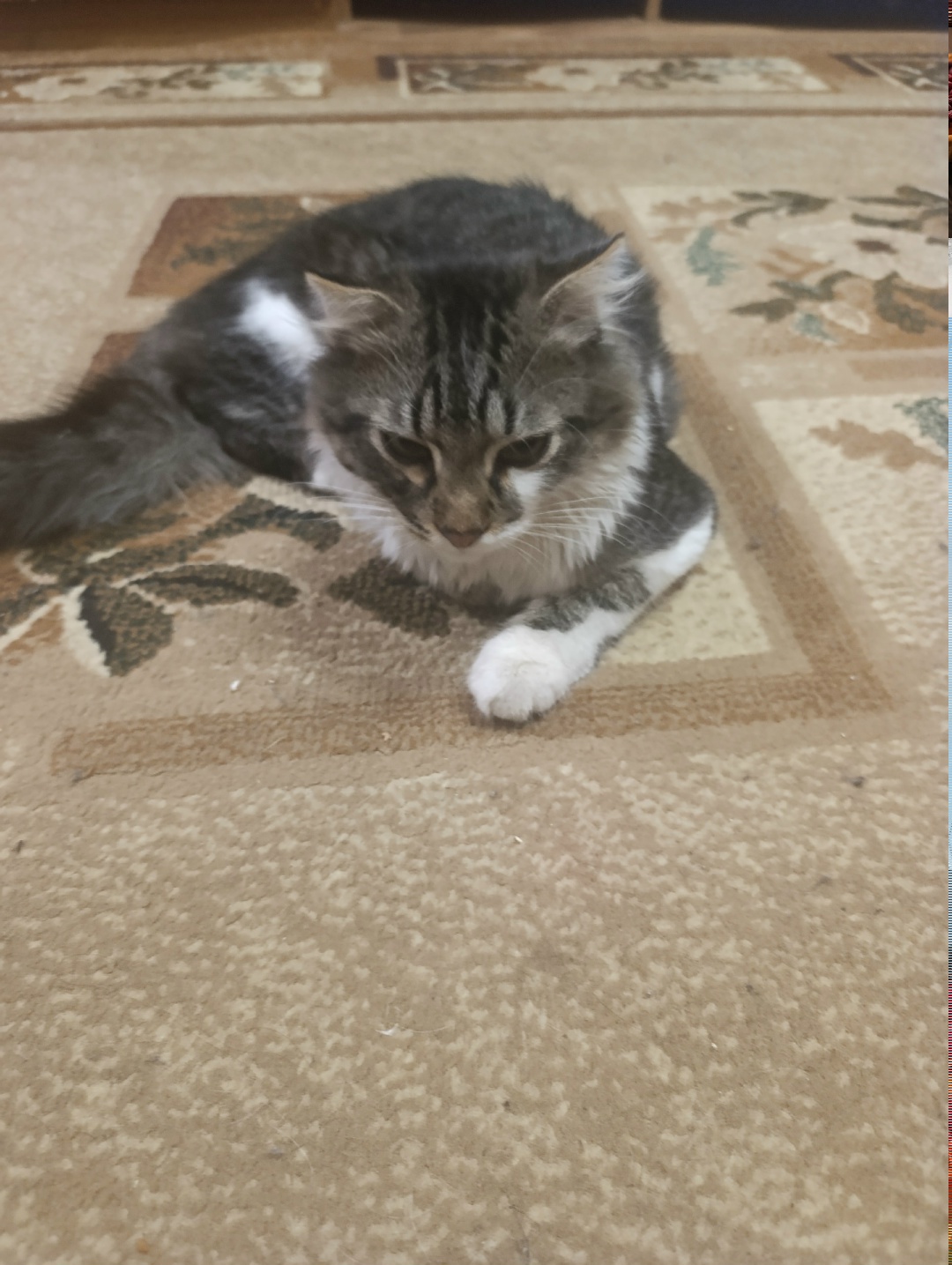 Пропала кошка в Дзержинске — фото объявления