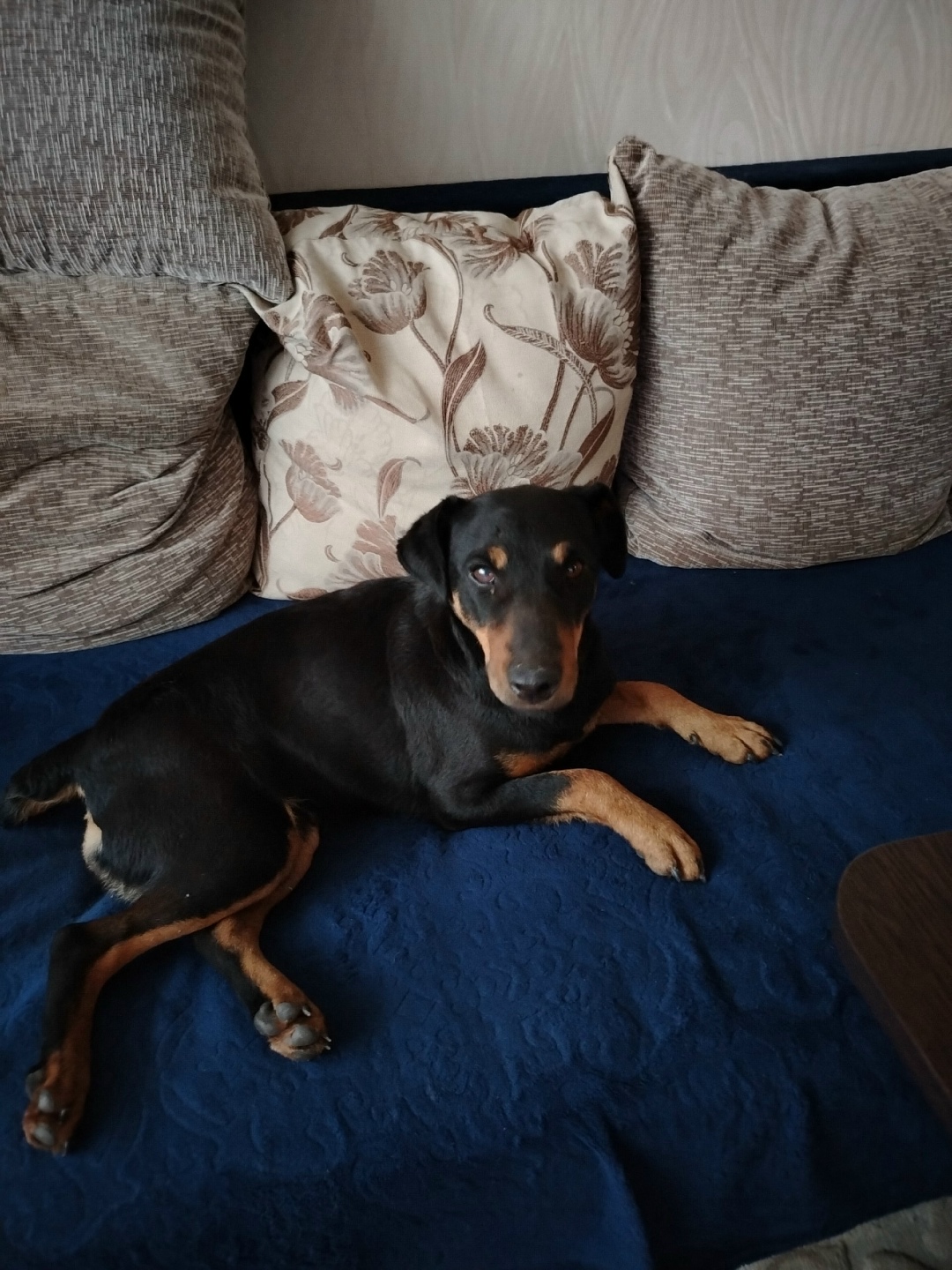 Найдена собака в Дзержинске — фото объявления