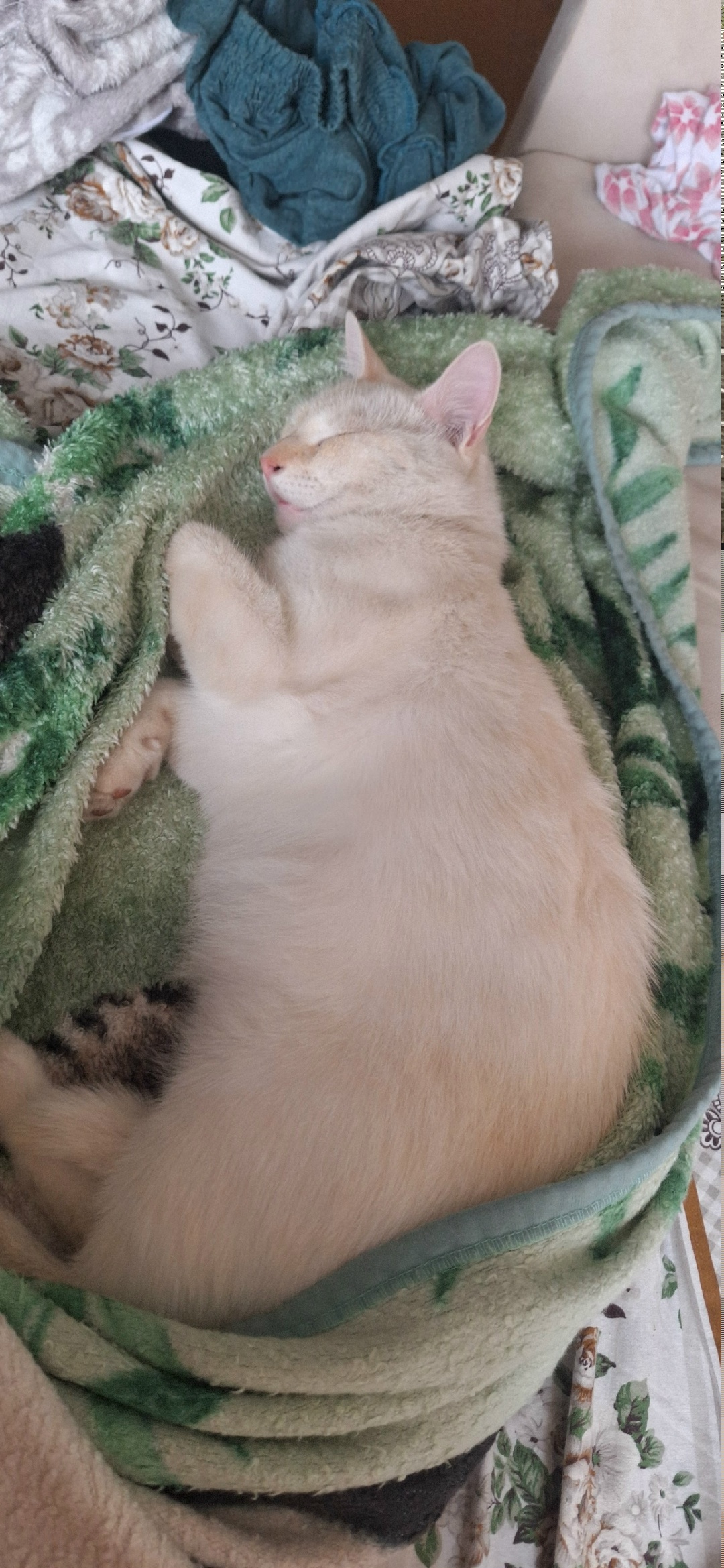 Пропала кошка в Дзержинске — фото объявления