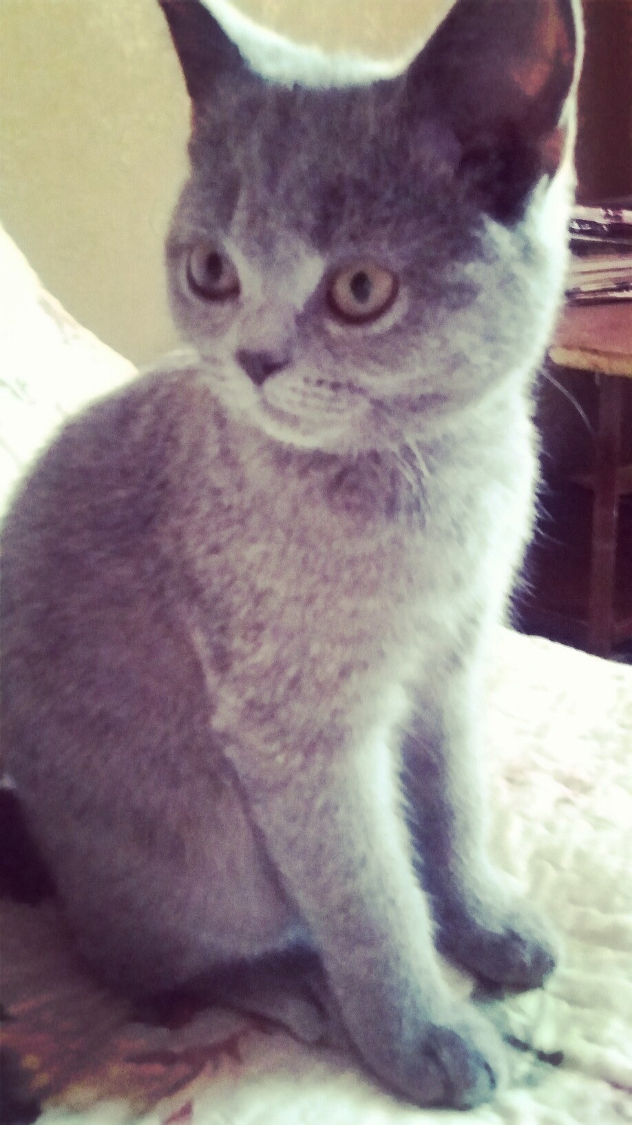 Пропала собака в Дзержинске — фото объявления