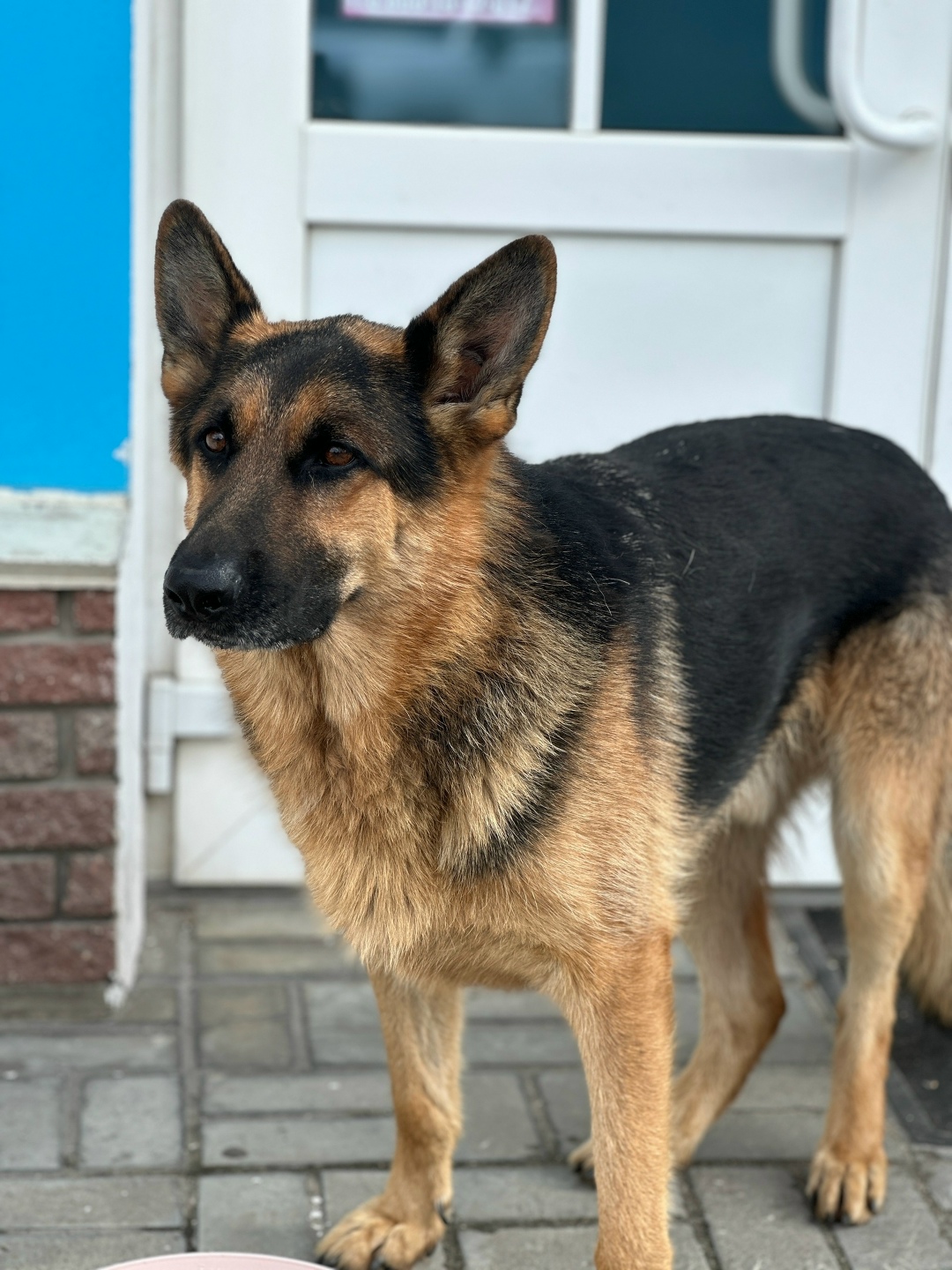 Найдена собака в Дзержинске — фото объявления