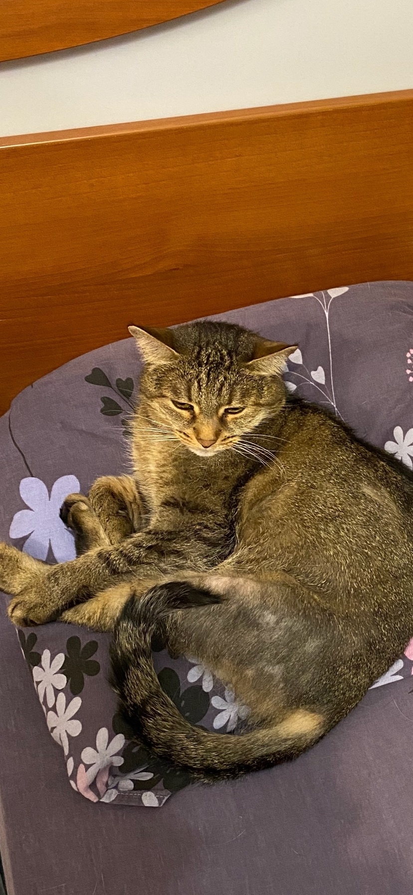 Пропала кошка в Дзержинске — фото объявления