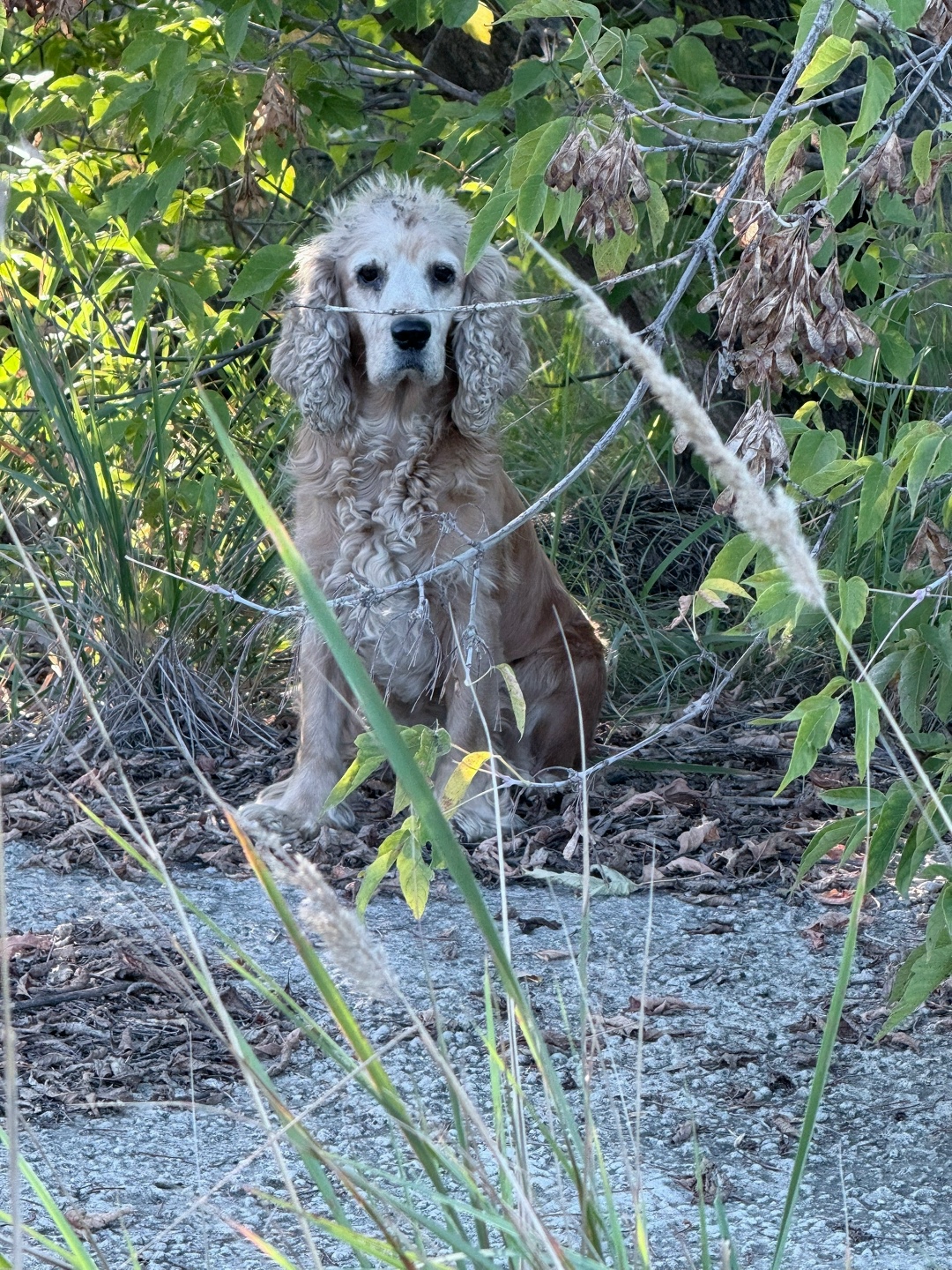 Найдена собака в Дзержинске — фото объявления