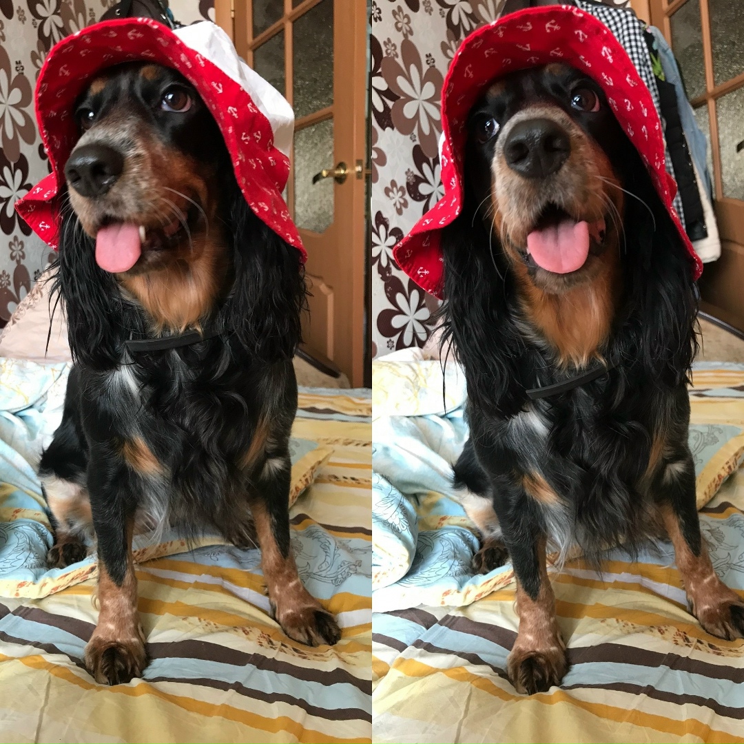 Пропала собака в Дзержинске — фото объявления