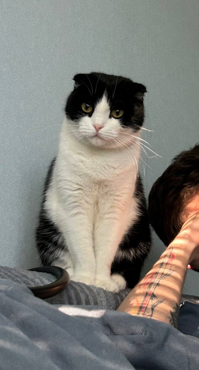 Пропала кошка в Дзержинске — фото объявления