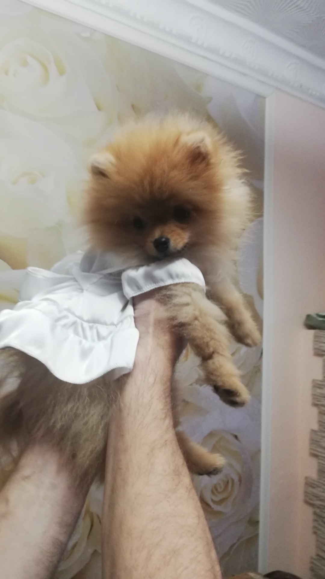 Пропала собака в Пскове — фото объявления