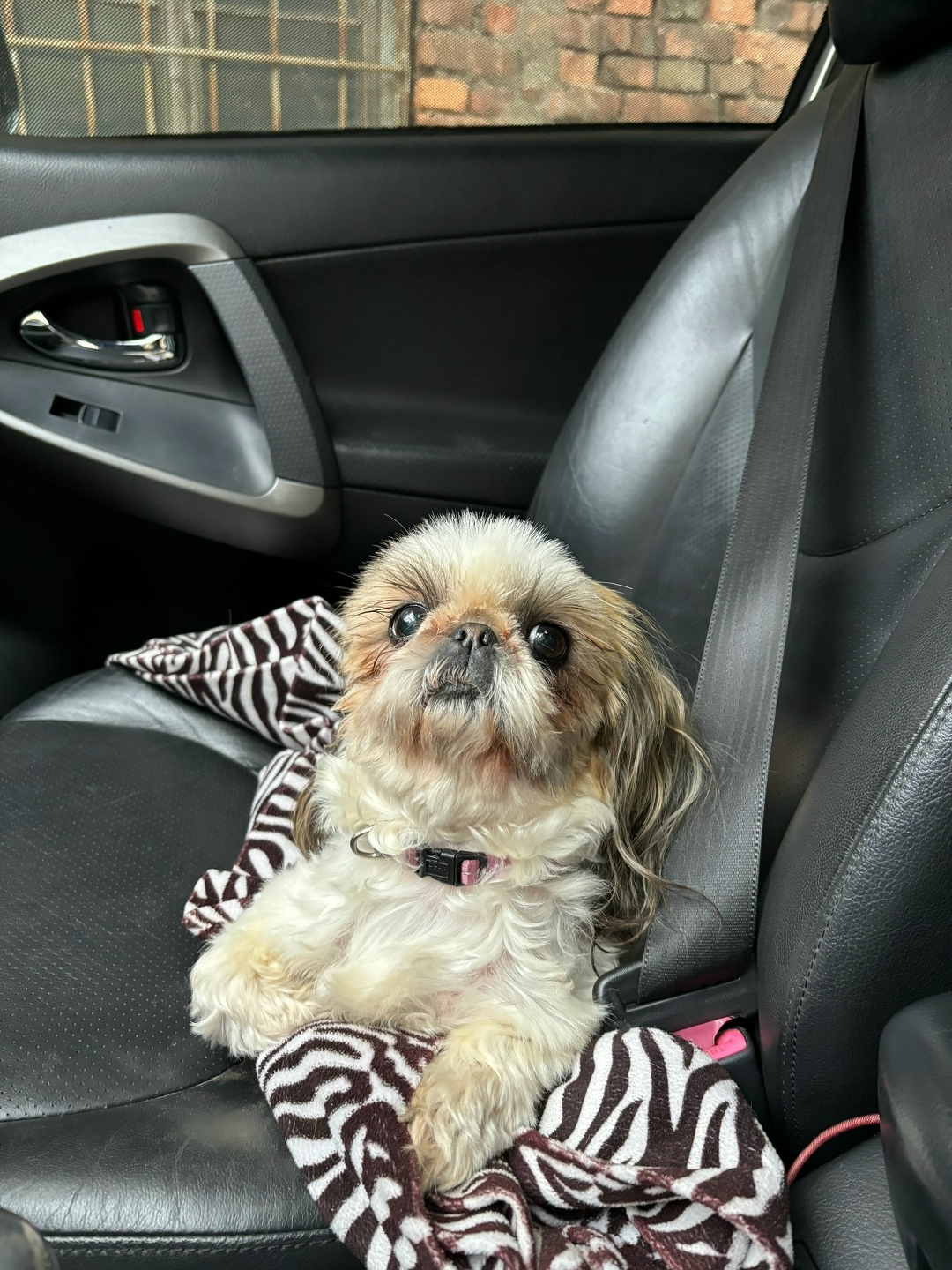 Пропала собака в Пскове — фото объявления