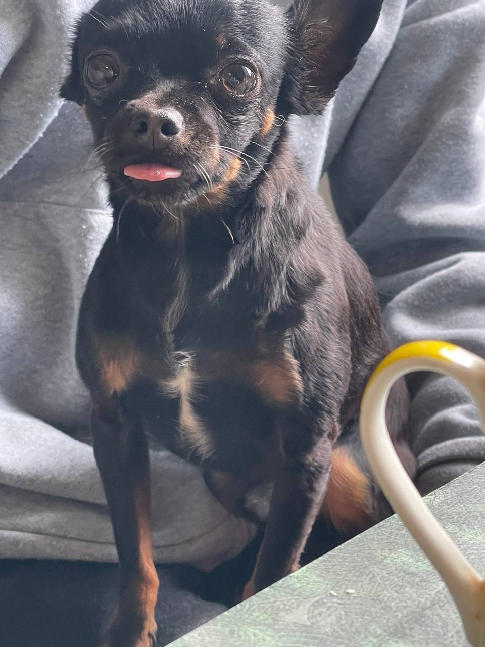 Пропала собака в Пскове — фото объявления