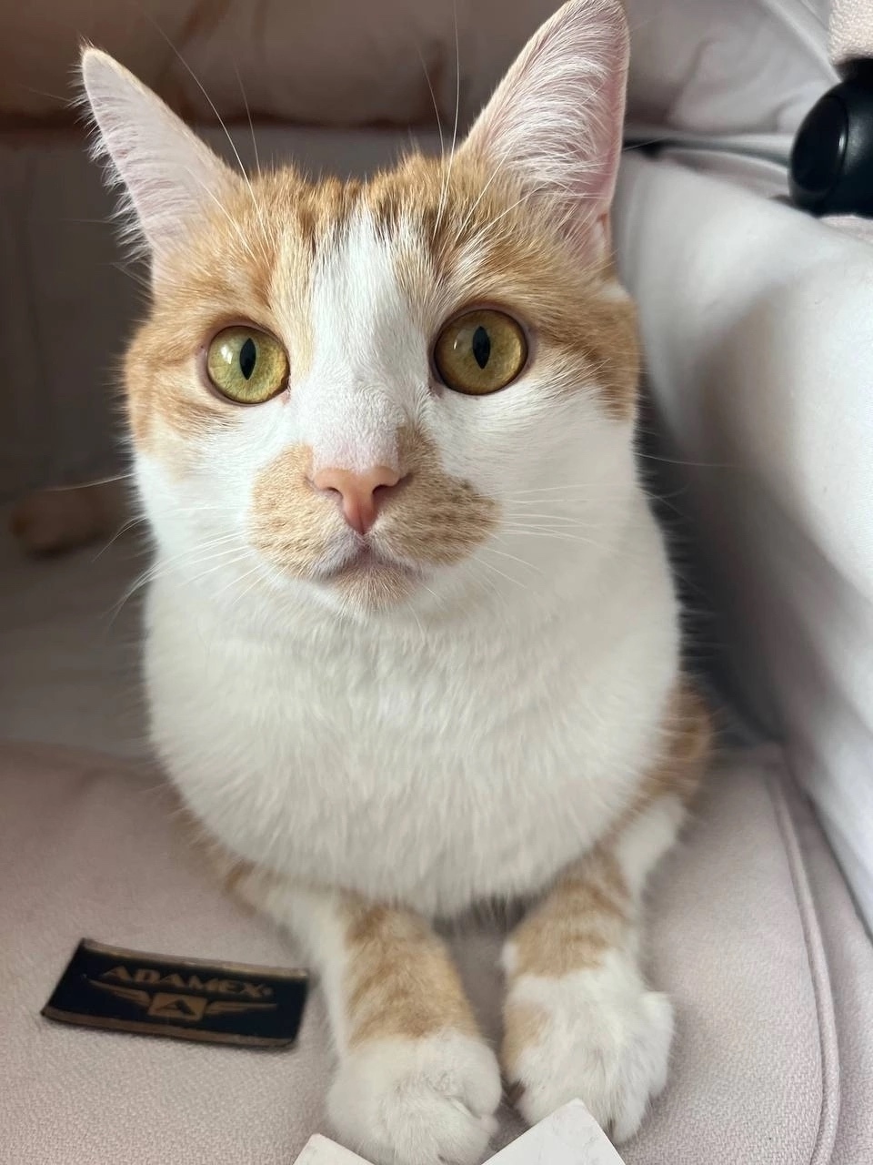 Пропала кошка в Пскове — фото объявления