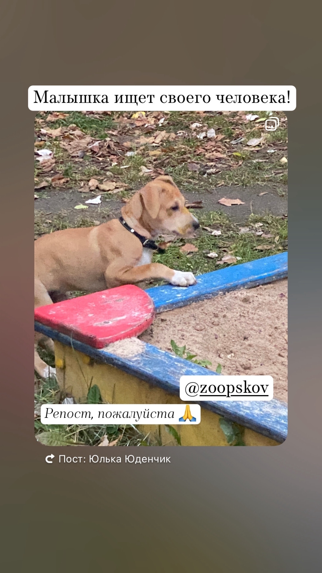 Найдена собака в Пскове — фото объявления