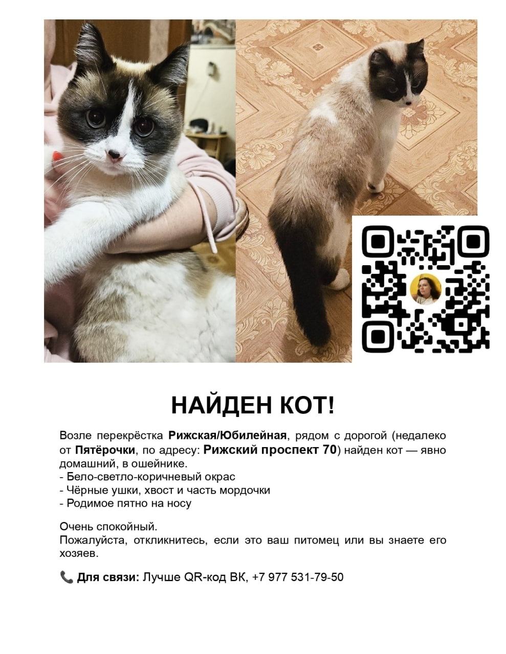 Найдена кошка в Пскове — фото объявления