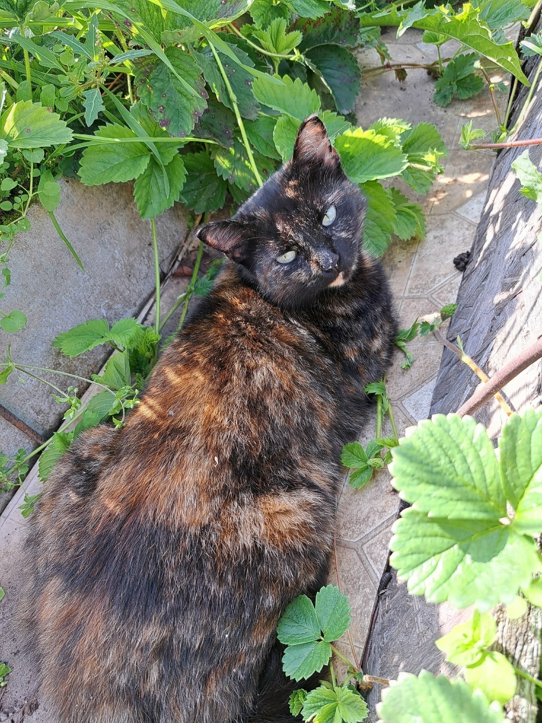 Пропала кошка в Пскове — фото объявления