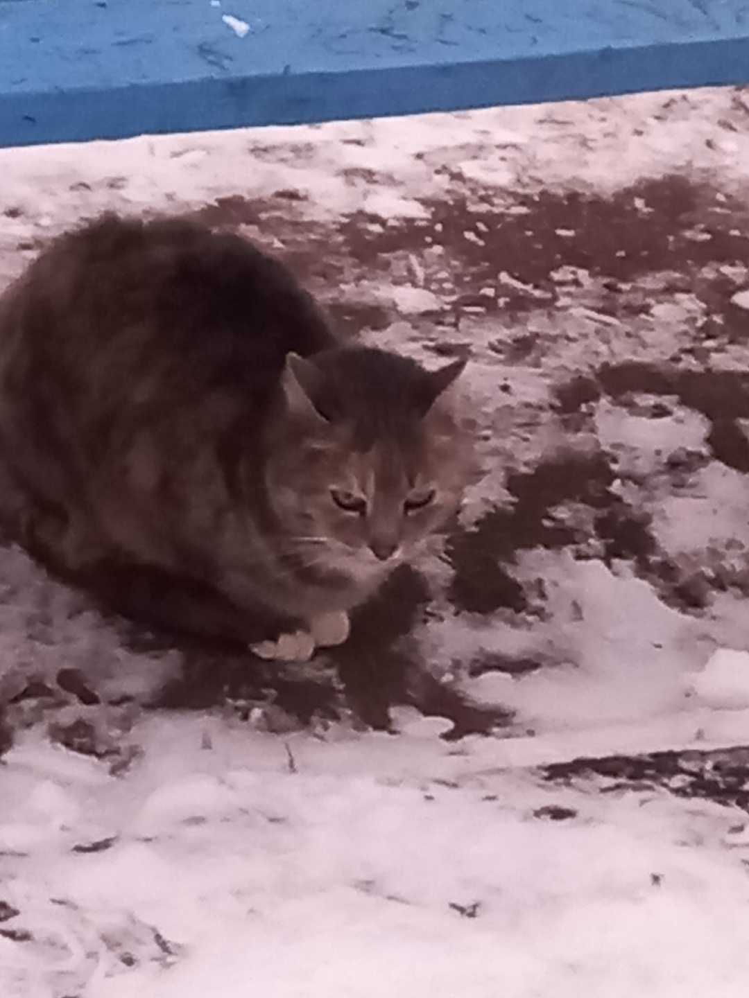 Пропала кошка в Пскове — фото объявления