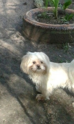 Пропала собака в Пскове — фото объявления