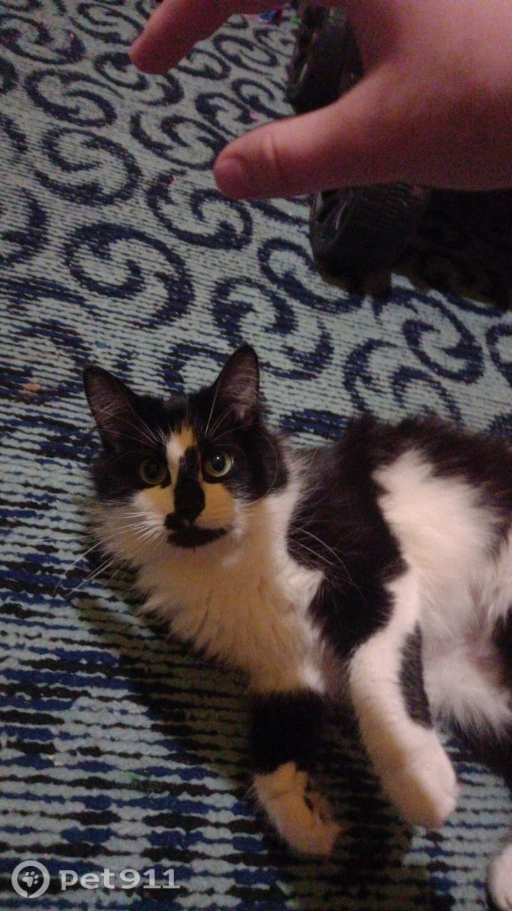 Пропала кошка в Пскове — фото объявления