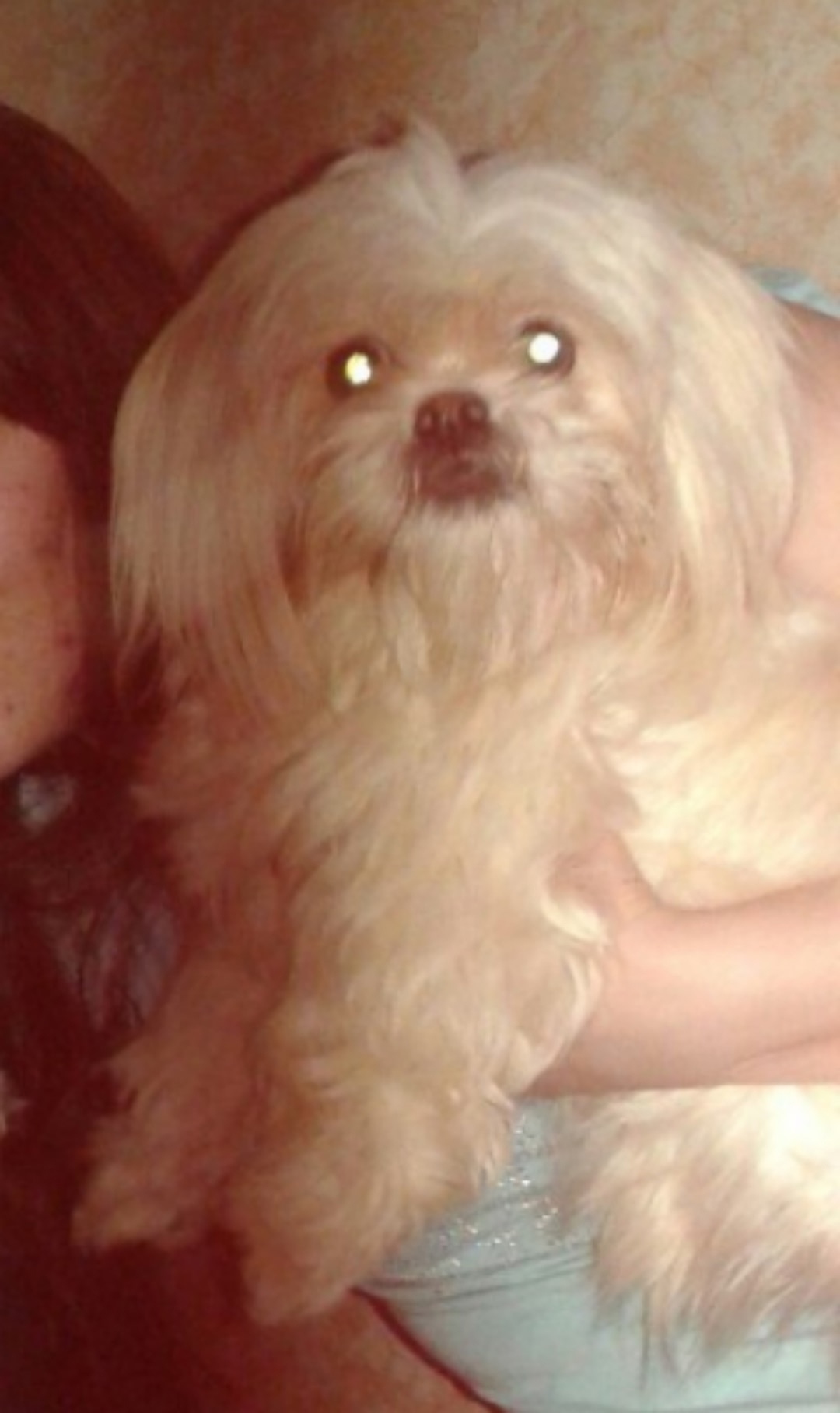 Пропала собака в Пскове — фото объявления