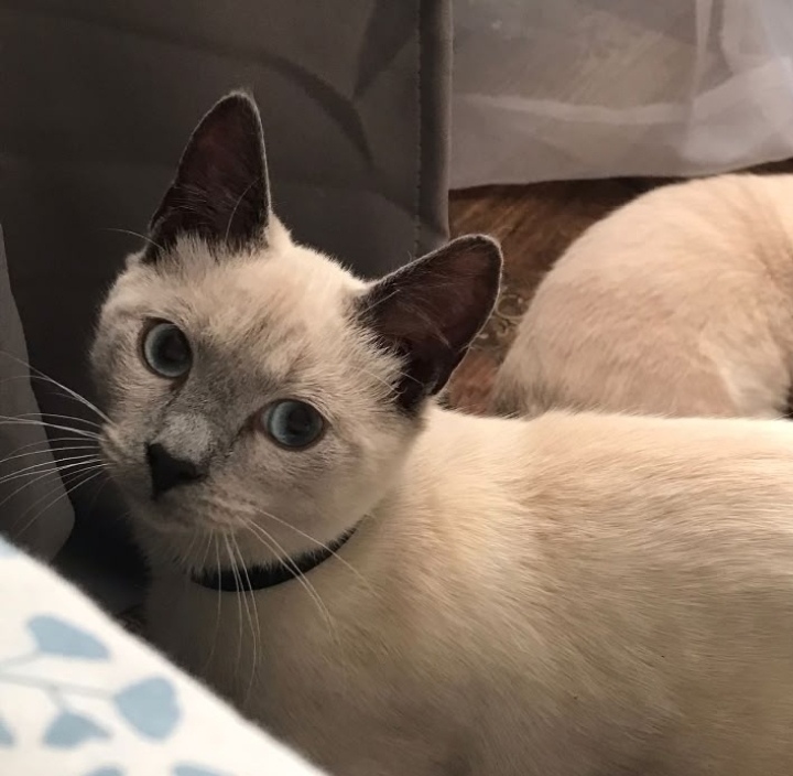 Найдена кошка в Пскове — фото объявления