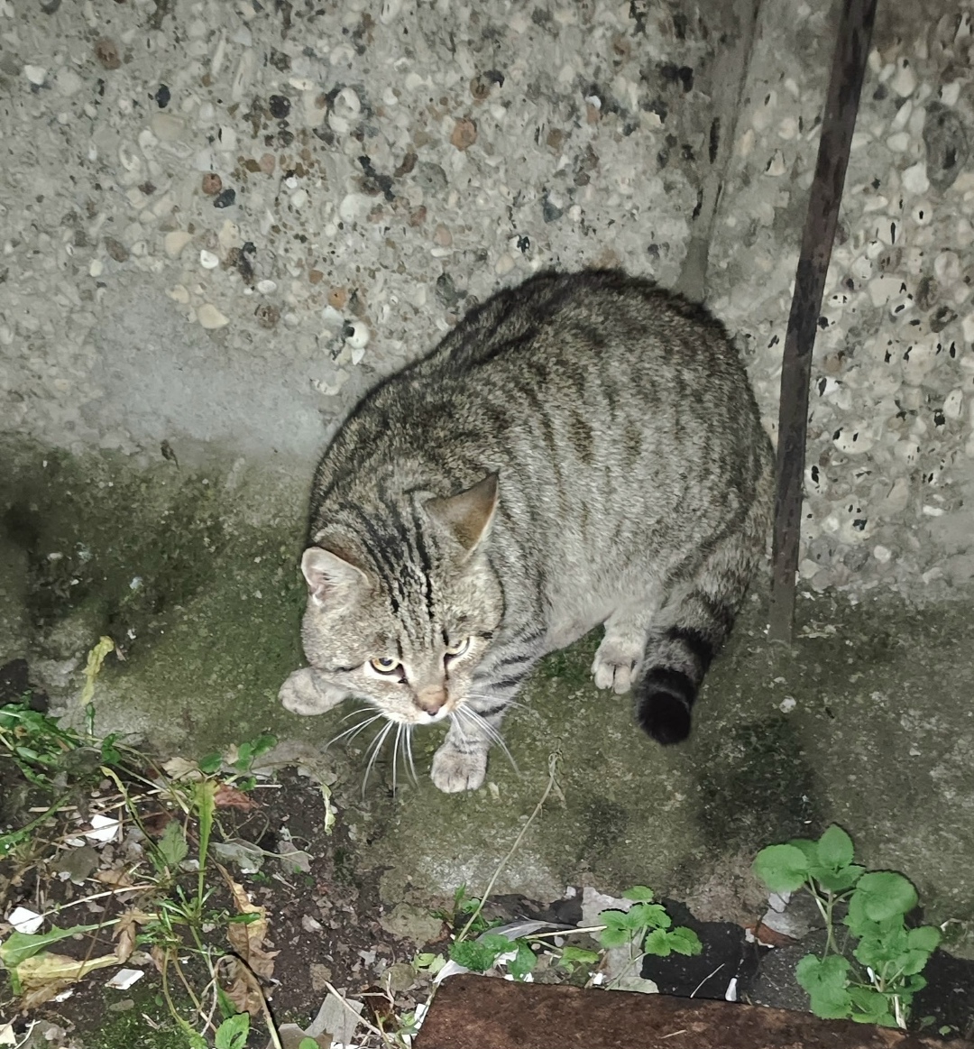 Пропала кошка в Пскове — фото объявления