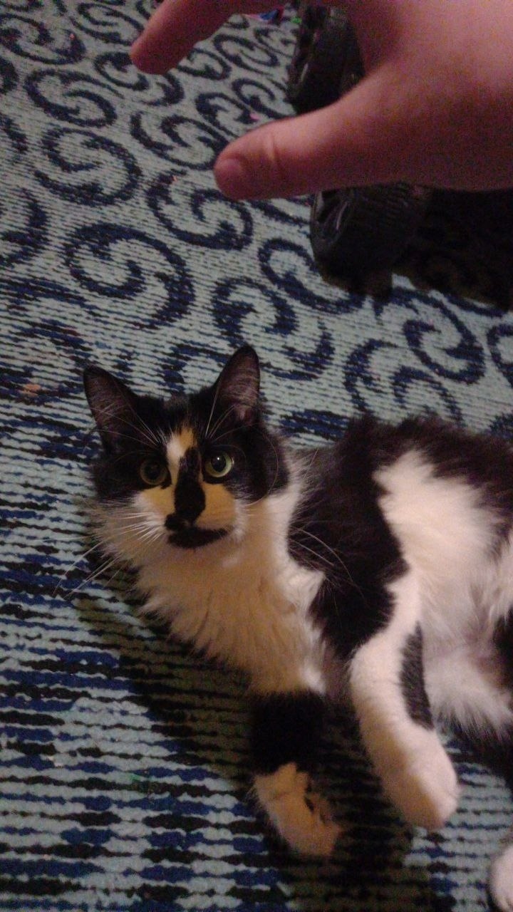 Пропала кошка в Пскове — фото объявления