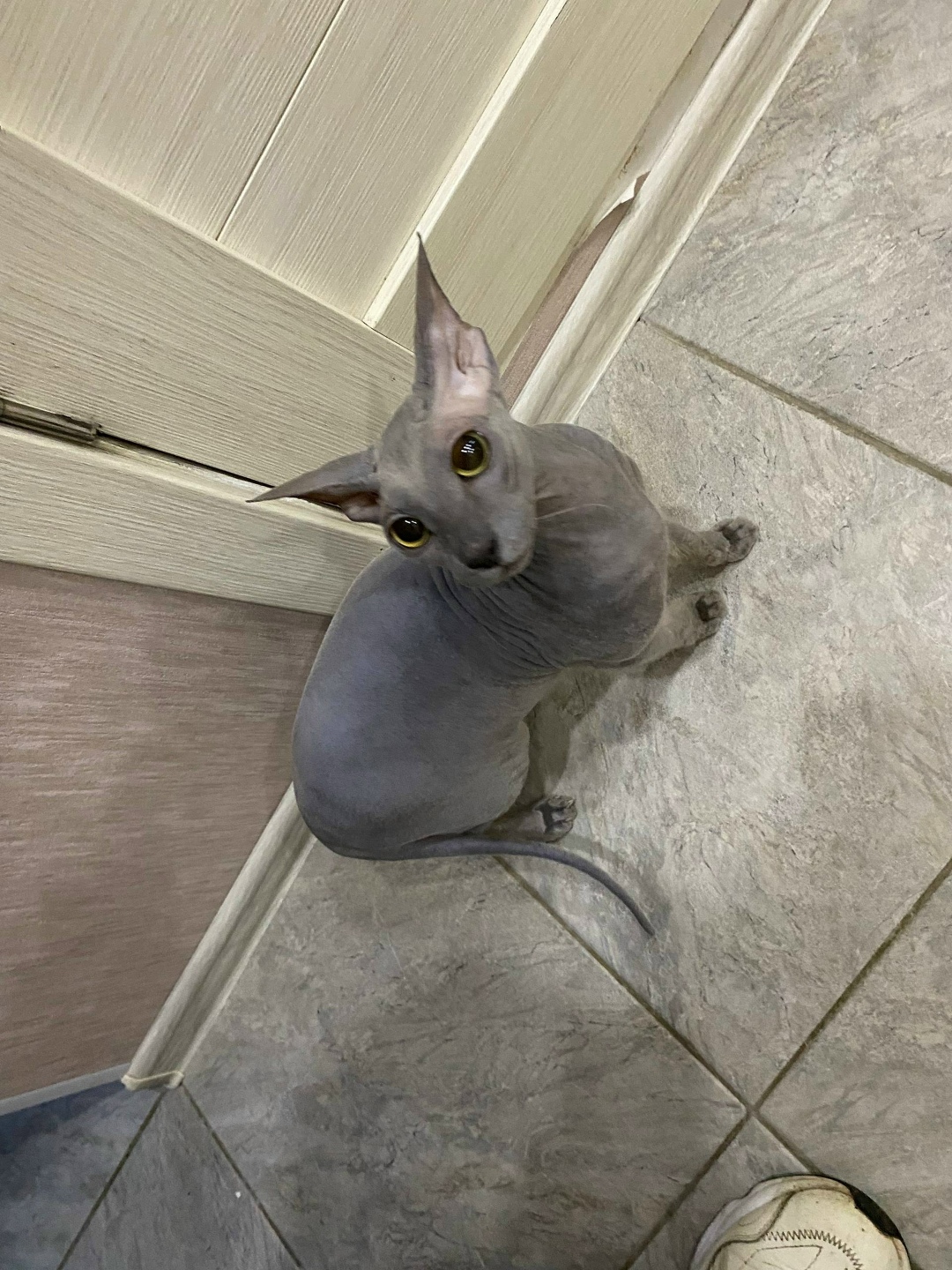 Пропала кошка в Пскове — фото объявления