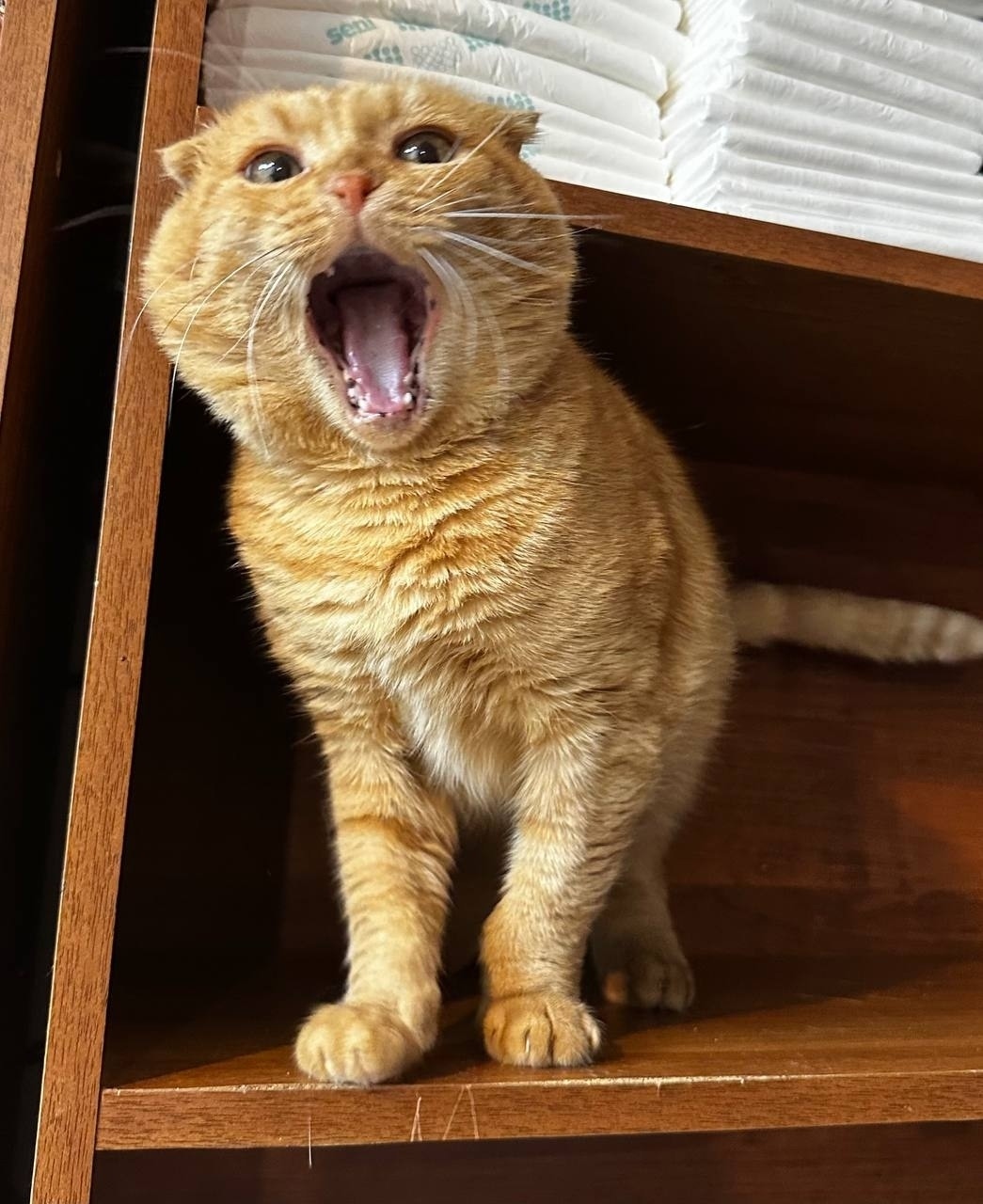 Найдена кошка в Пскове — фото объявления