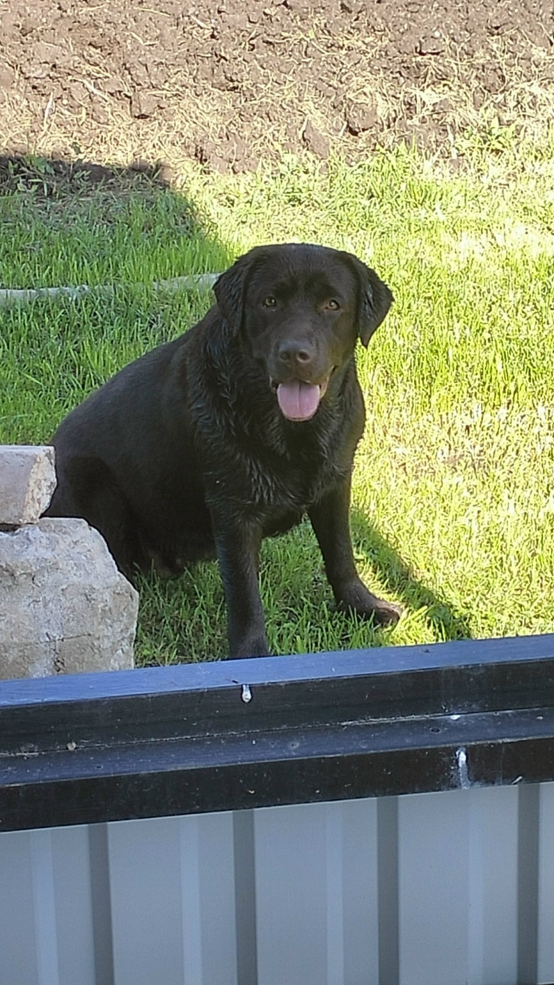 Пропала собака в Пскове — фото объявления