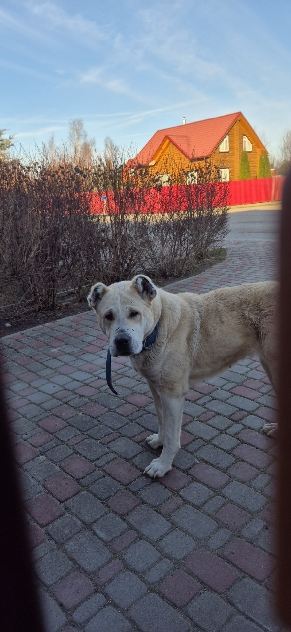 Пропала собака в Пскове — фото объявления