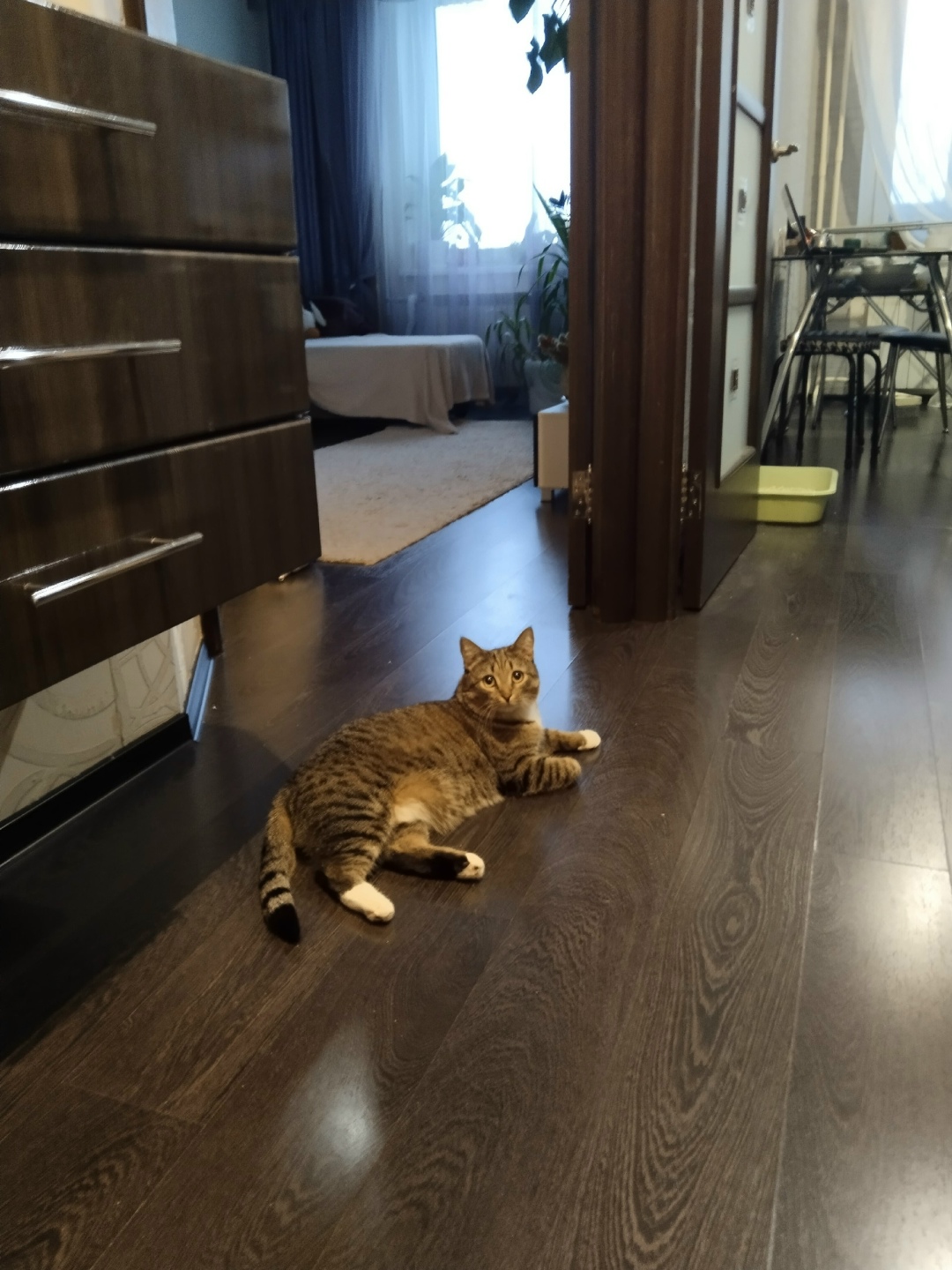 Пропала кошка в Пскове — фото объявления