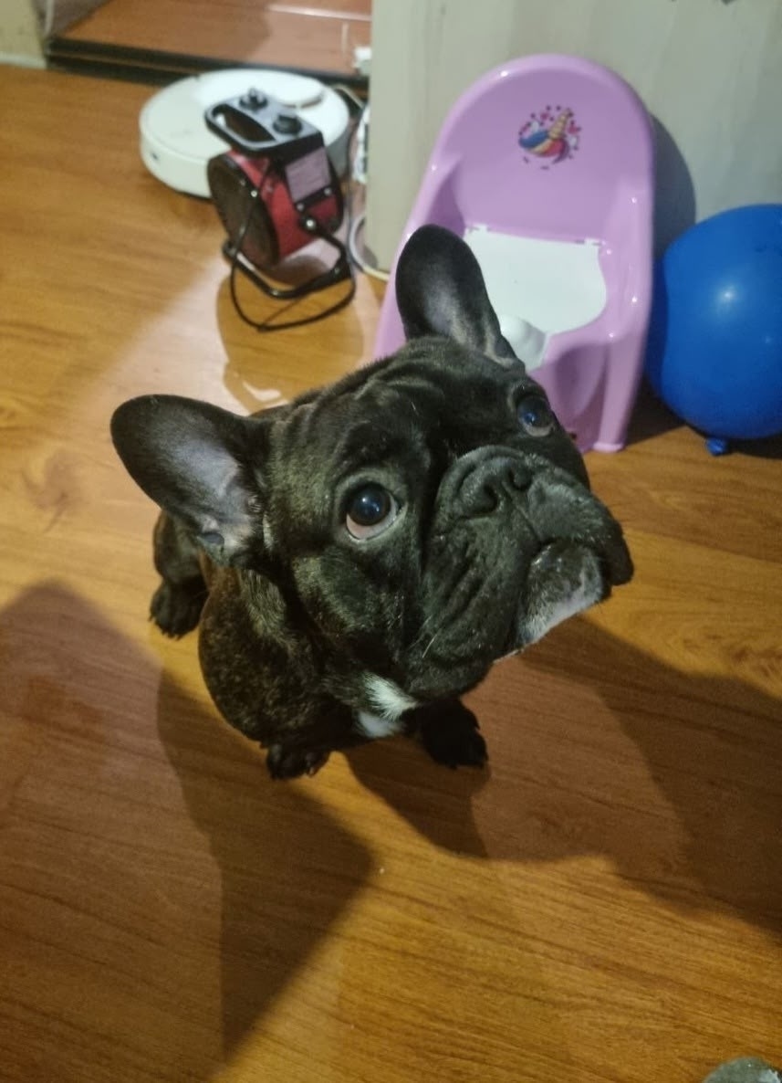 Пропала собака в Пскове — фото объявления