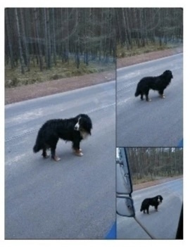 Пропала собака в Пскове — фото объявления