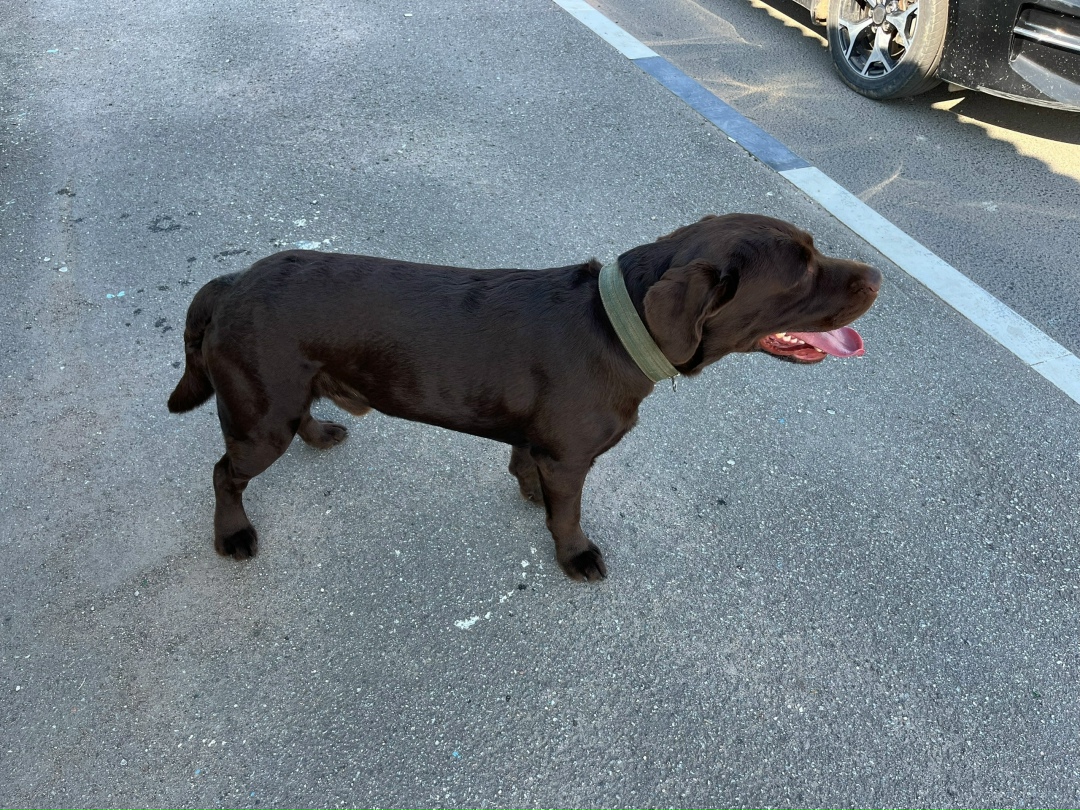 Пропала собака в Пскове — фото объявления