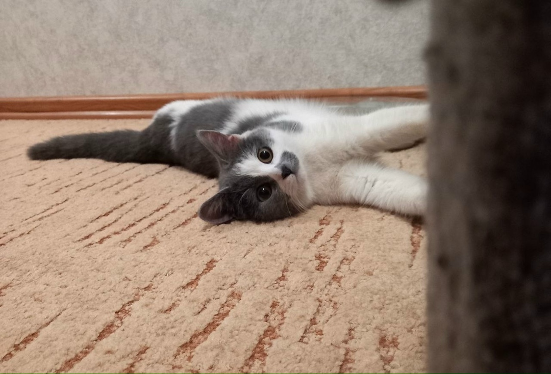 Пропала собака в Пскове — фото объявления