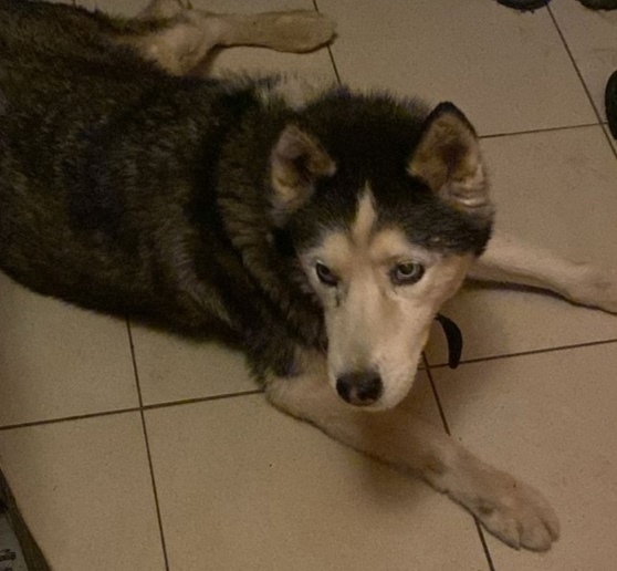 Пропала собака в Пскове — фото объявления