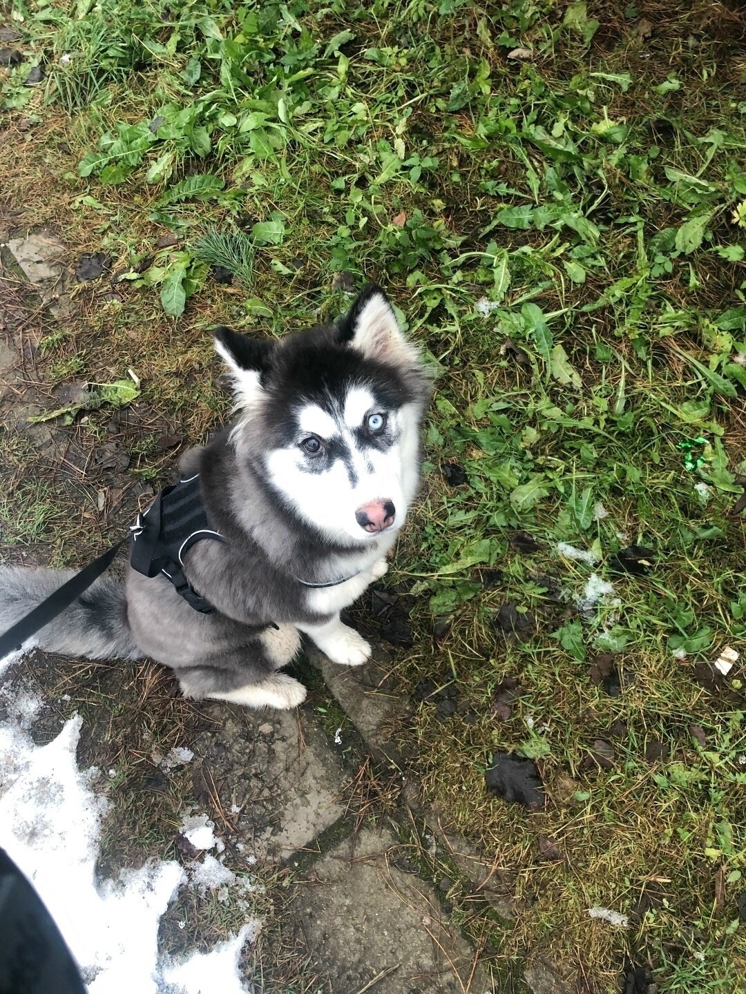 Пропала собака в Пскове — фото объявления